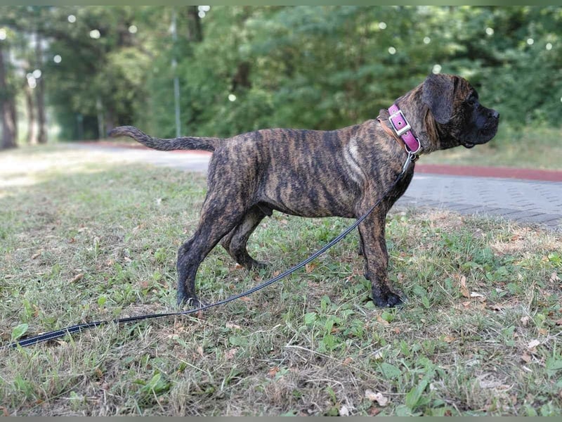 Gestromter Cane Corso Rüde mit Züchtergarantie zu verkaufen