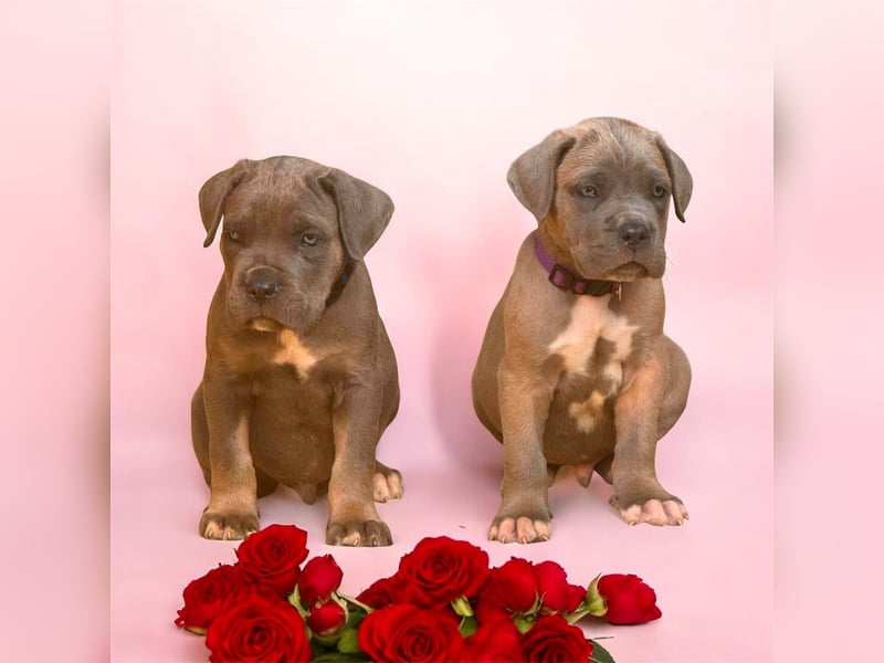 Exklusive Cane Corso Welpen aus EUch & Wch Championlinie (Cesare-Blutlinie) mit Garantie