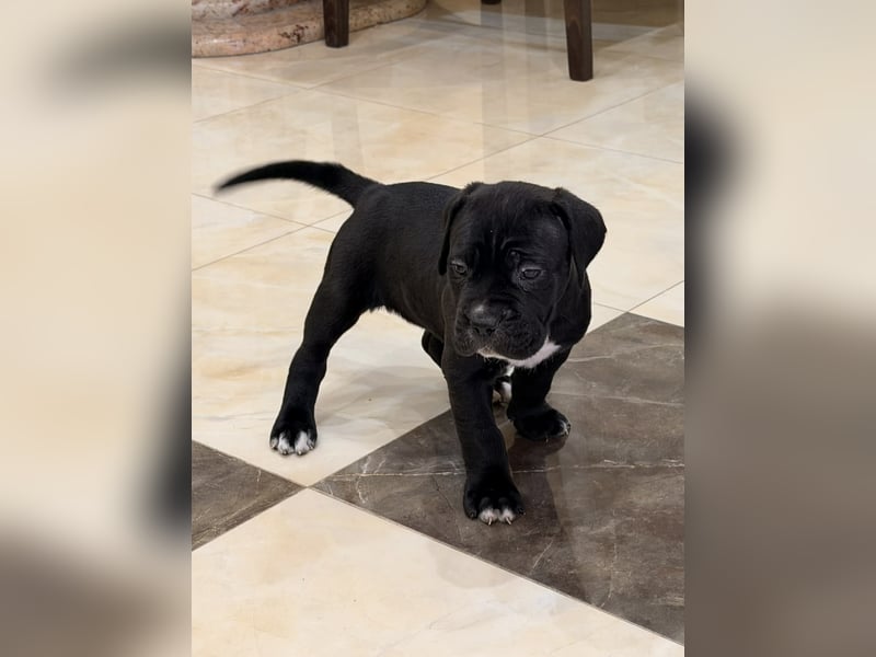 Cane Corso Hündinnen- und Rüdenwelpen aus Europa- und Weltchampion-Linien mit Züchtergarantie zu ver
