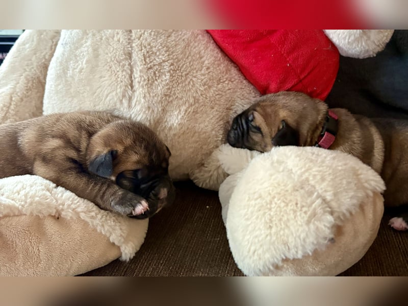 Cane Corso Welpen aus Euch Wch Linie, zu verkaufen mit Züchtergarantie