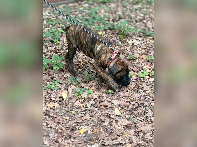 Gestromter Cane Corso Rüde mit Züchtergarantie zu verkaufen