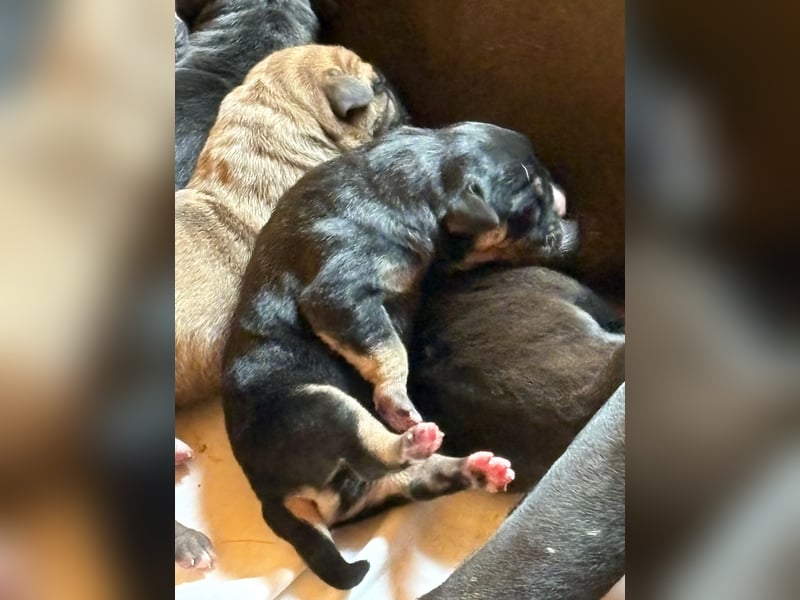 Cane Corso black and tan Hündin vom Züchter, ausdrücklich nur für Hobbyzwecke als Familienhund zu ve