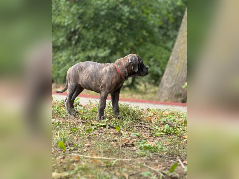 Cane Corso Welpen (gestromt, Rüde & Hündin) mit Züchtergarantie zu verkaufen
