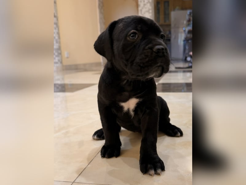 Cane Corso Hündinnen- und Rüdenwelpen aus Europa- und Weltchampion-Linien mit Züchtergarantie zu ver