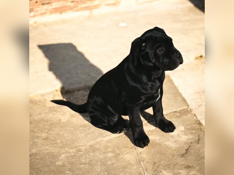 „Cane Corso Welpen aus Zucht mit Euch WCh-Linie zu verkaufen.