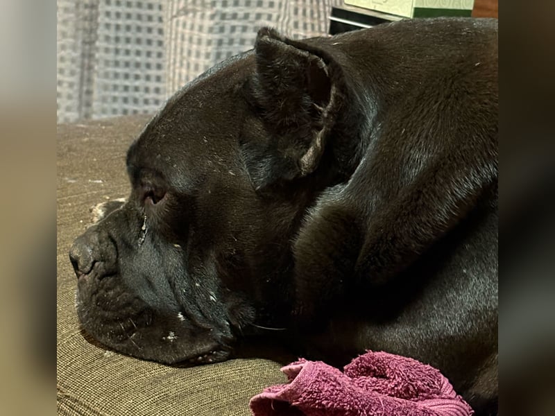 Cane Corso schwarz hündin Euch Wch line zu verkaufen