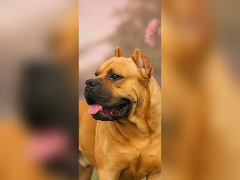 Cane Corso, schwarze Hündin, mit EUCH- und VCH-Linien, mit Züchtergarantie zu verkaufen.