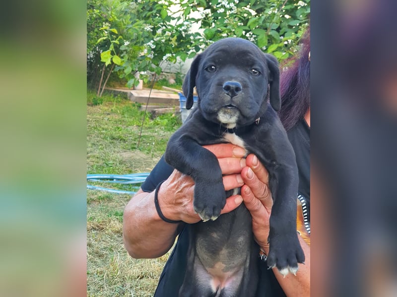 Exklusive Cane Corso Welpen aus EUch & Wch Championlinie (Cesare-Blutlinie) mit Garantie