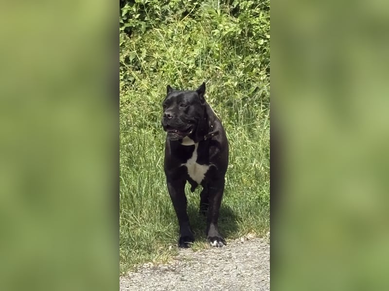 Cane Corso – 8 Monate alte schwarze Hündin mit Züchtergarantie abzugeben