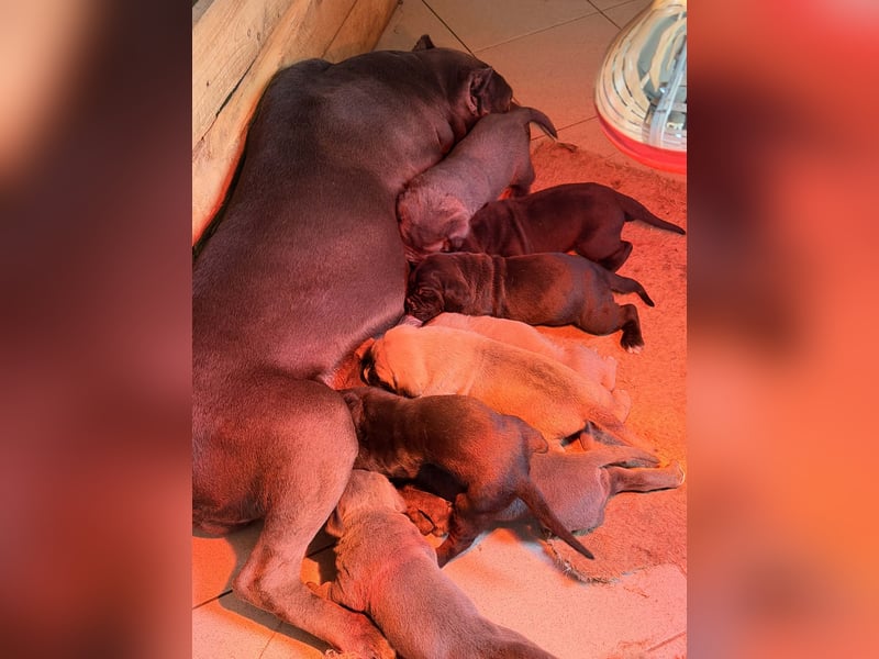 Exklusive Cane Corso Hündin in Formentino – Top-Blutlinie (EUCH & WCH)