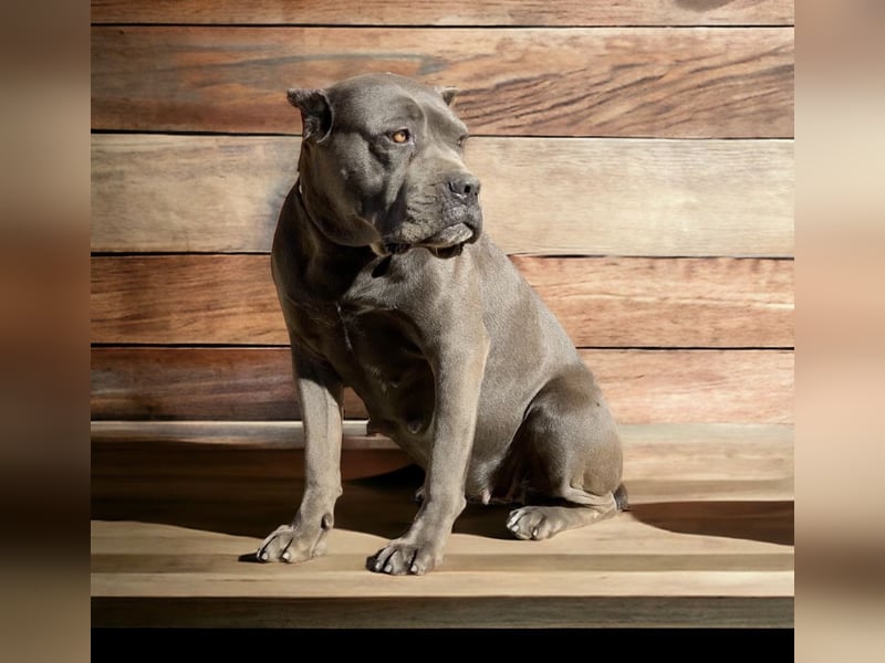 Cane Corso, schwarze Hündin, mit EUCH- und VCH-Linien, mit Züchtergarantie zu verkaufen.