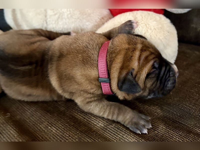 Cane Corso Welpen aus Euch Wch Linie, zu verkaufen mit Züchtergarantie