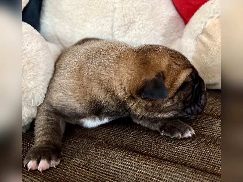 Cane Corso Welpen aus Euch Wch Linie, zu verkaufen mit Züchtergarantie