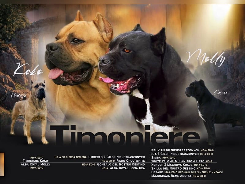 Cane Corso – 8 Monate alte schwarze Hündin mit Züchtergarantie abzugeben