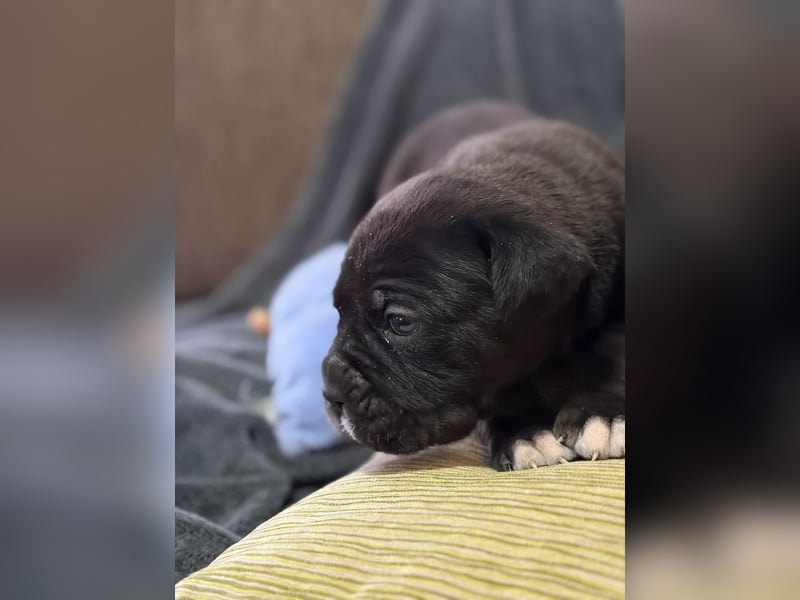 Cane Corso Welpen aus Euch Wch Linie, zu verkaufen mit Züchtergarantie