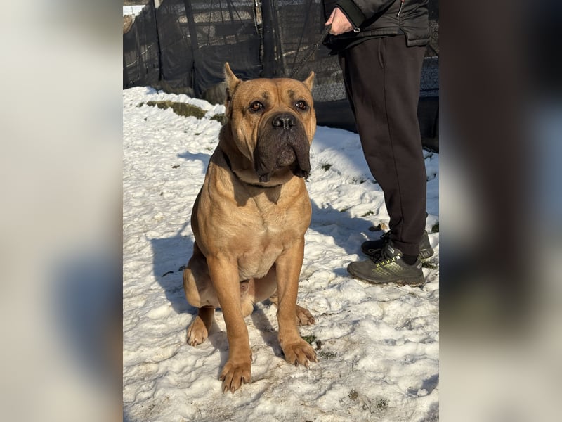 Cane Corso Welpen aus Euch Wch Linie, zu verkaufen mit Züchtergarantie