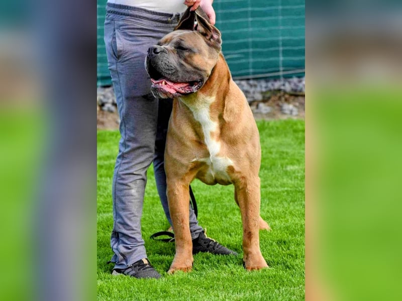 „Cane Corso Welpen aus Zucht mit Euch WCh-Linie zu verkaufen.