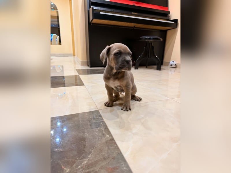 Exklusive Cane Corso Hündin in Formentino – Top-Blutlinie (EUCH & WCH)