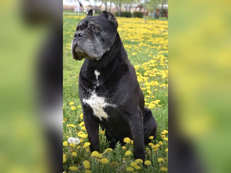 Cane Corso Welpe – Grauer Rüde aus EUCH & WCH Linie mit Züchtergarantie