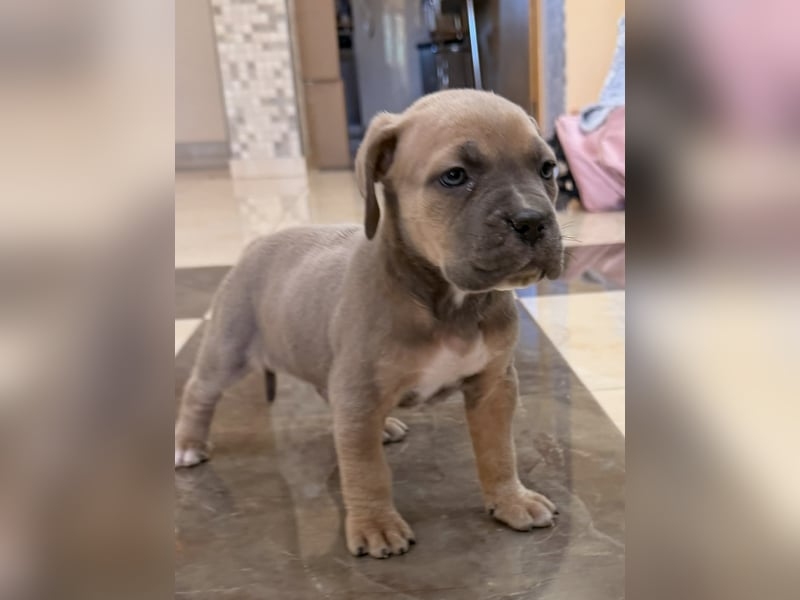Exklusive Cane Corso Hündin in Formentino – Top-Blutlinie (EUCH & WCH)