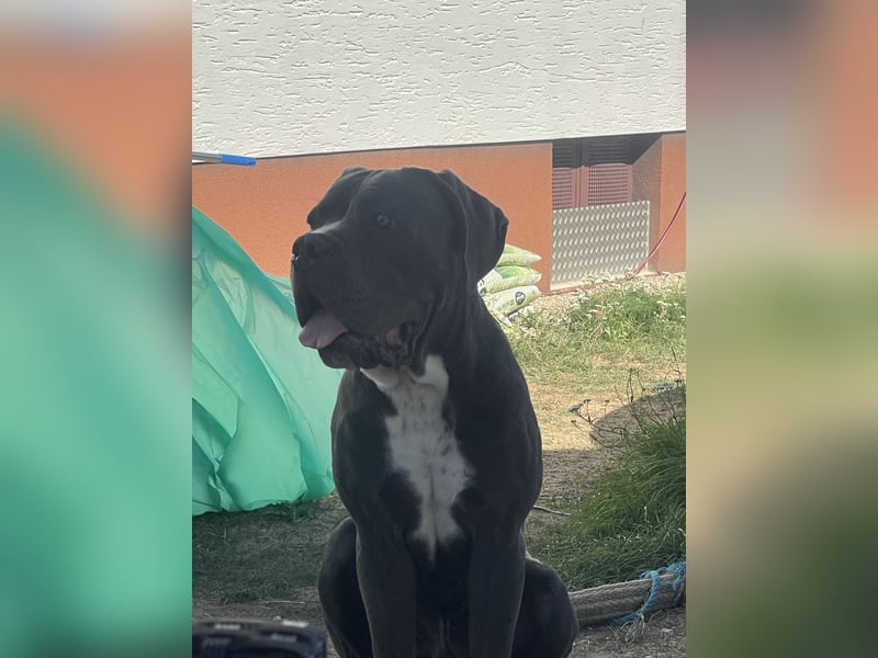 Cane Corso Rüde