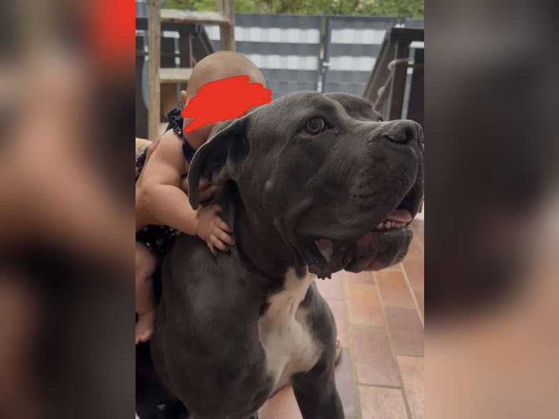 Cane Corso Rüde