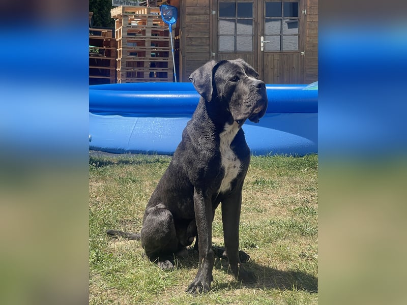 Cane Corso Rüde