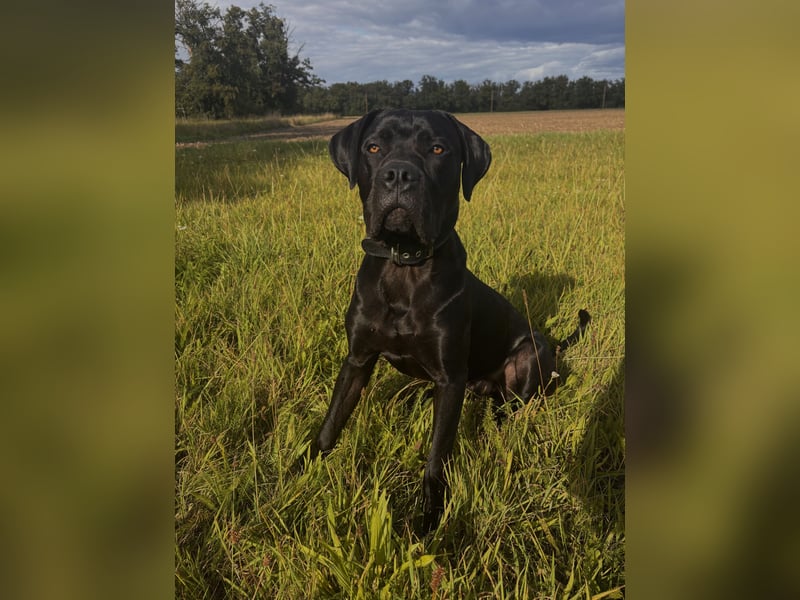 Cane Corso Rüde sucht erfahrenes Zuhause