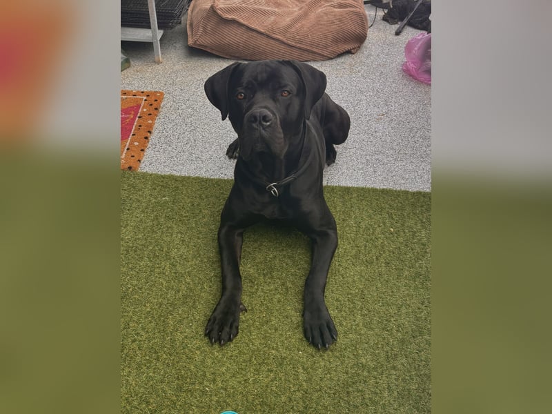 Cane Corso Rüde sucht erfahrenes Zuhause