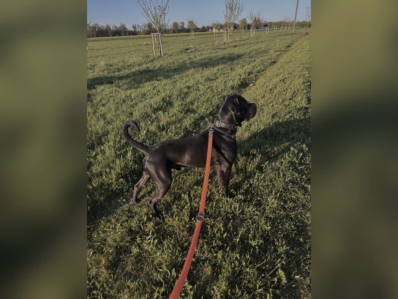 Cane Corso Rüde sucht erfahrenes Zuhause
