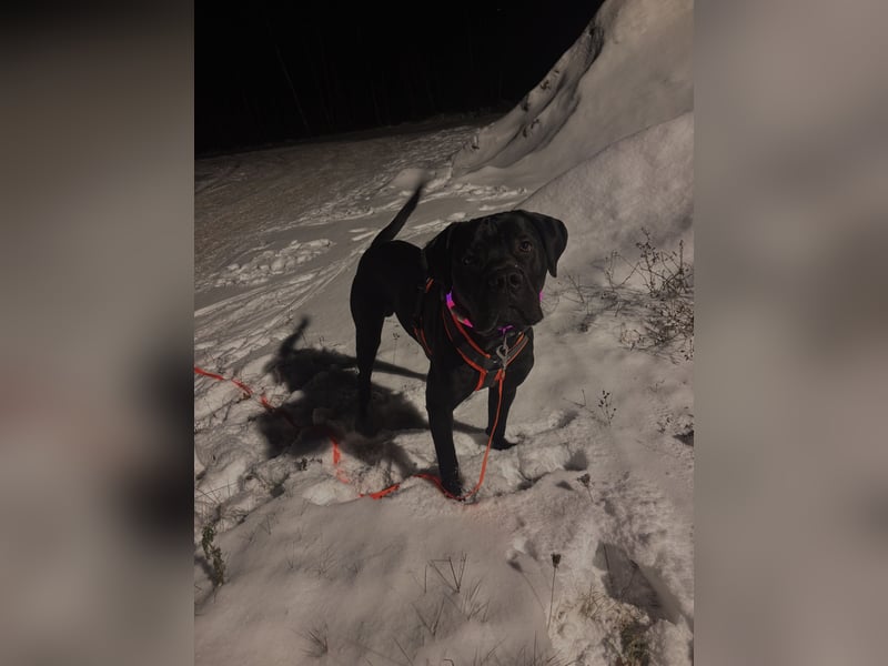 Cane Corso Rüde sucht erfahrenes Zuhause