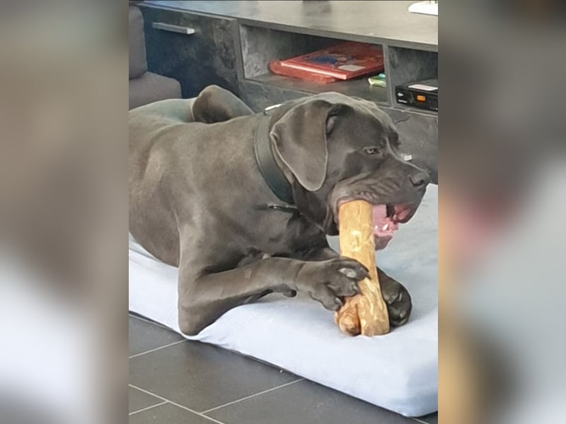 Cane corso Rüde
