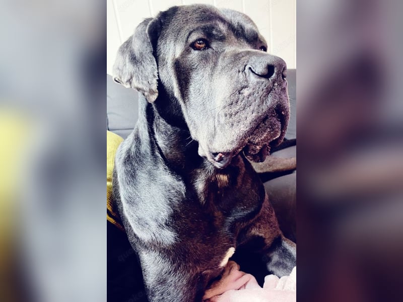 Cane corso Rüde