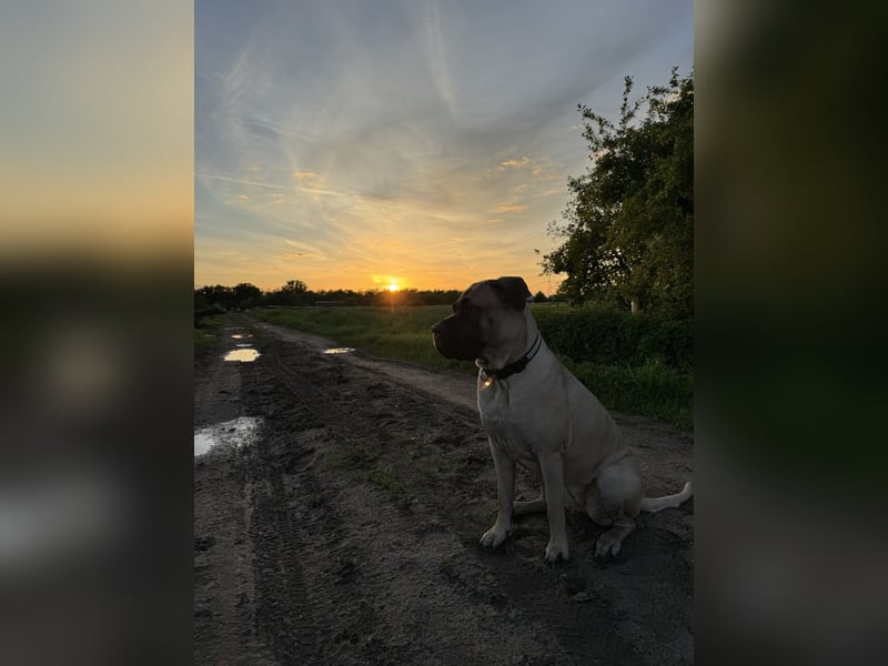 Cane Corso Hündin