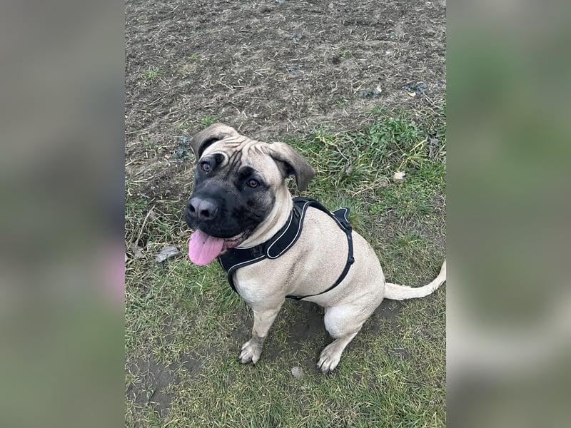 Cane Corso Hündin