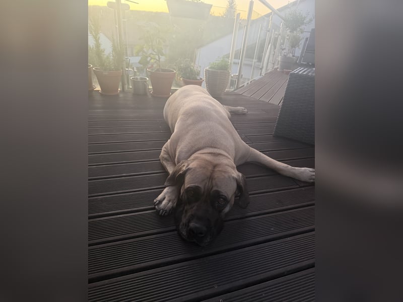 Cane Corso Hündin
