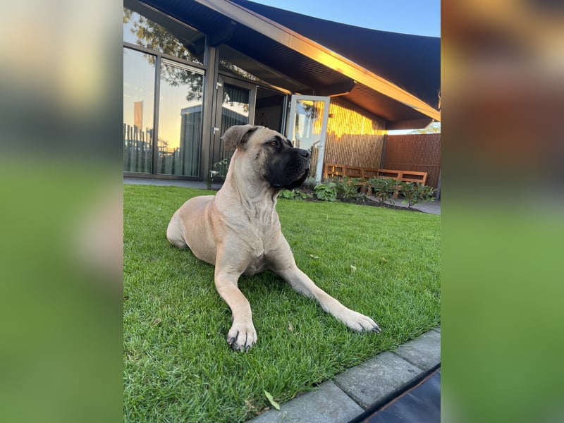 Cane Corso Hündin