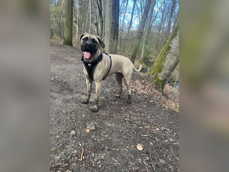 Cane Corso Hündin
