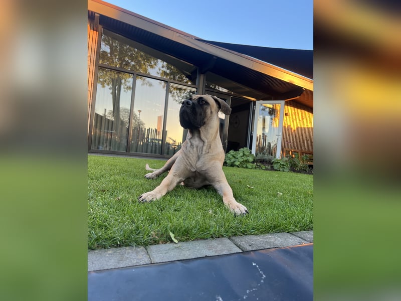 Cane Corso Hündin
