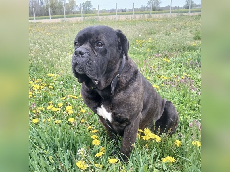 Aron ein sehr kräftiger Bub