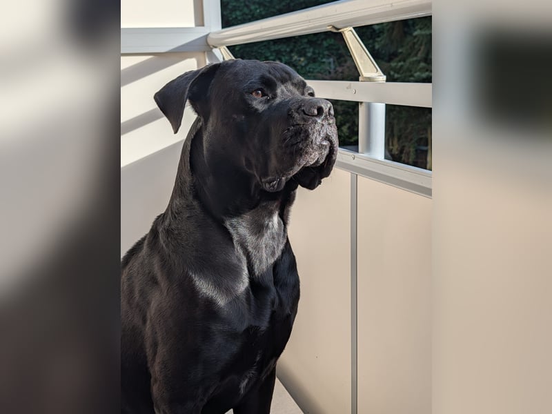 Schweren Herzens 4 jährigen Cane Corso abzugeben