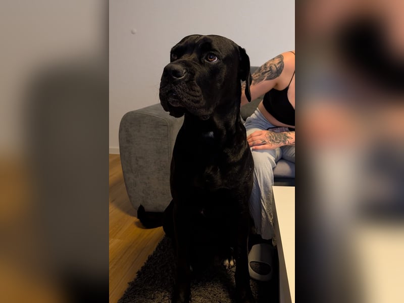 Schweren Herzens 4 jährigen Cane Corso abzugeben