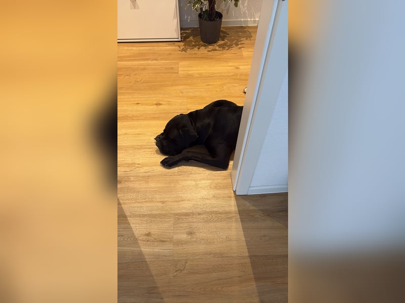 Schweren Herzens 4 jährigen Cane Corso abzugeben