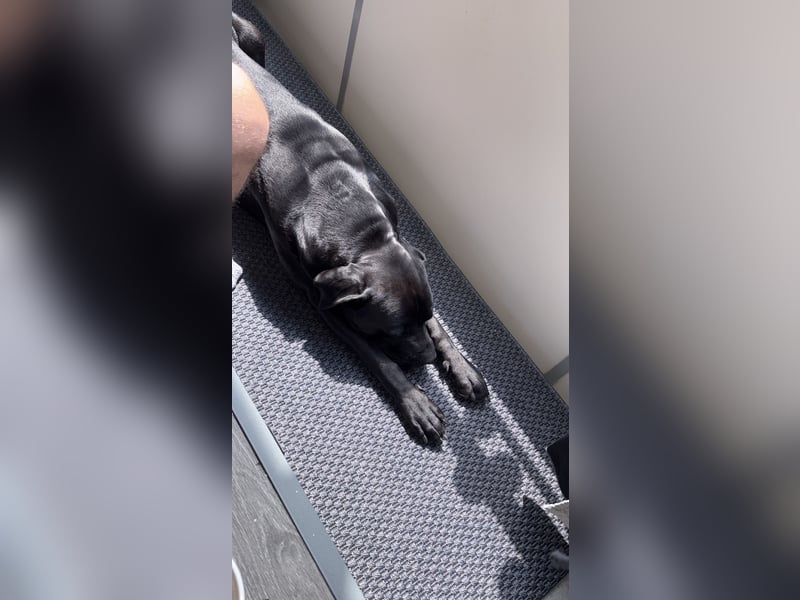 Schweren Herzens 4 jährigen Cane Corso abzugeben