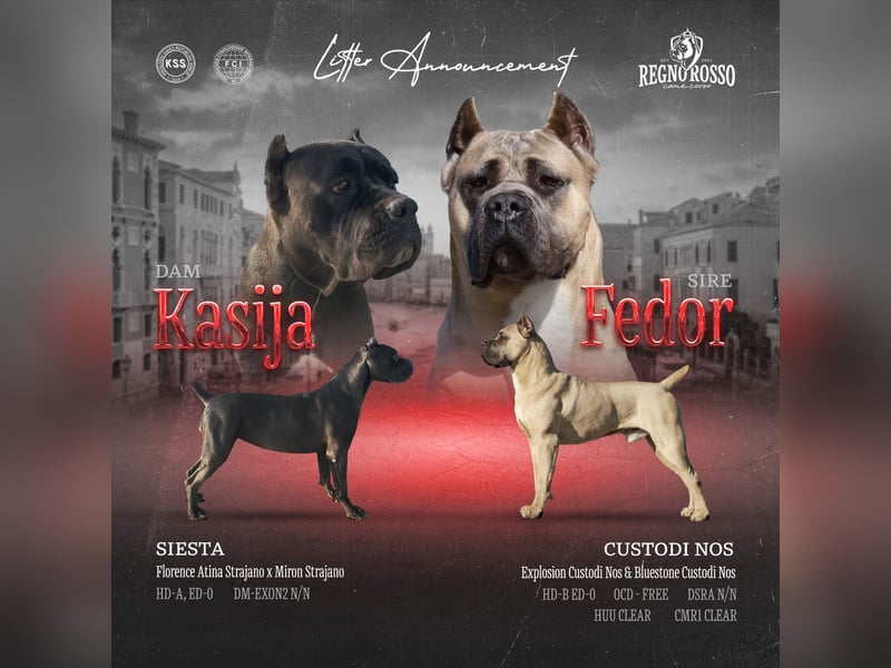 Cane Corso  FCI-Welpen aus Custodi Nos × Strajano | JETZT RESERVIEREN!