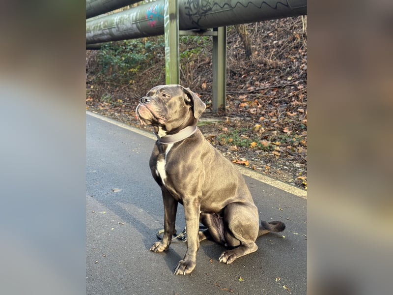 Cane Corso Italiano