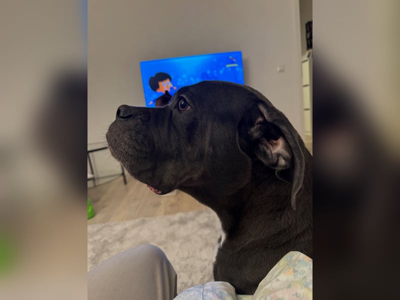 Cane Corso Italiano