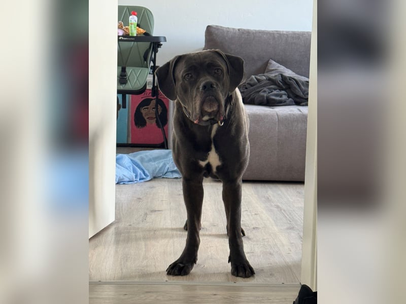 Cane Corso Italiano