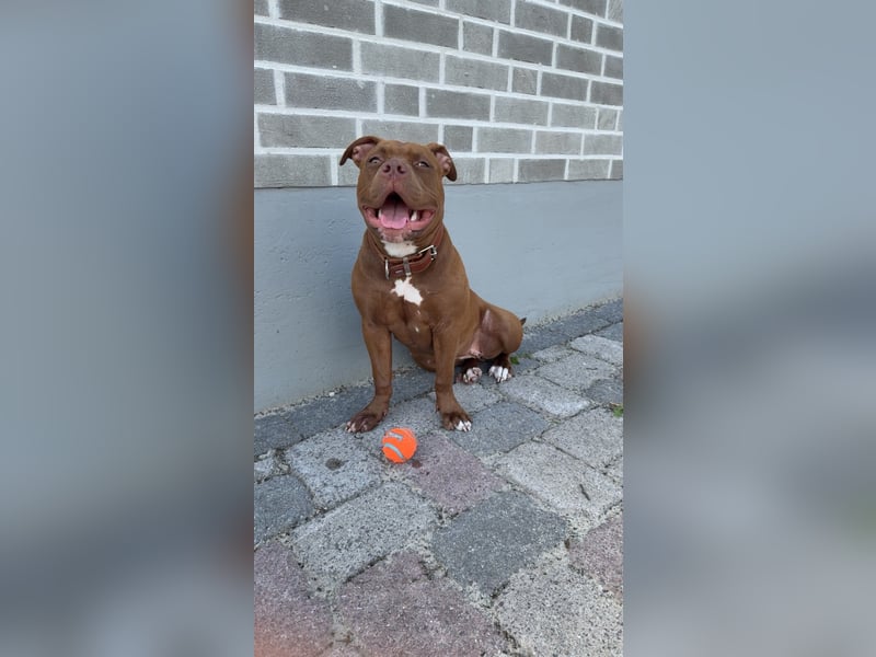 Sassy – liebevolle Pitbull-Hündin sucht ihr für immer Zuhause