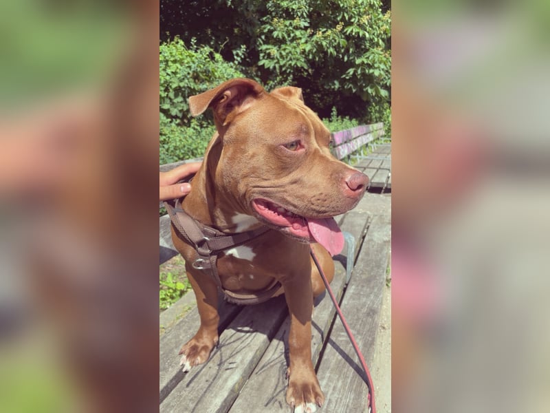 Sassy – liebevolle Pitbull-Hündin sucht ihr für immer Zuhause